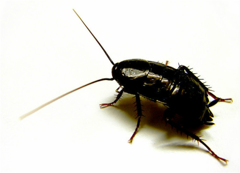 Cockroach control in London and Surrey by Sun Pest Control