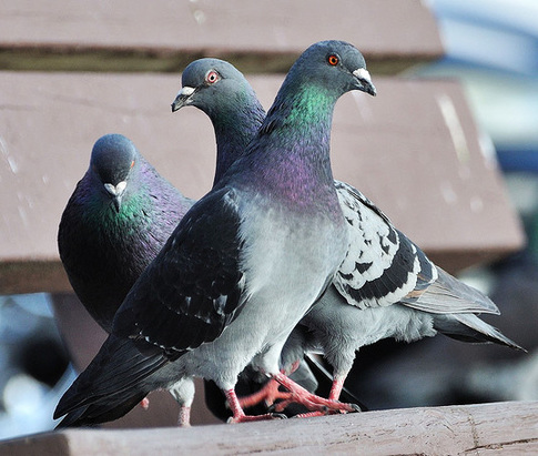 pigeons control in london and surrey - sun pest control