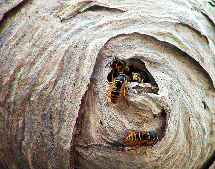 wasps nest, wasps nest removal in Surrey and London by Sun Pest Control