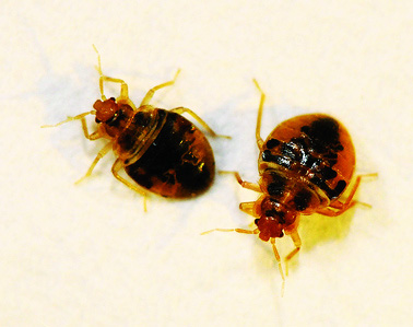 Bed Bugs, Bed bugs control in London and Surrey by Sun Pest Control