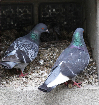 bird droppings removal service in london and surrey sun pest control