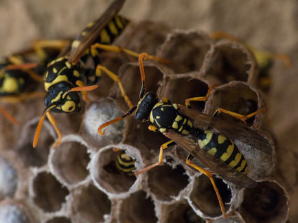 Wasps in the wasps nest, wasps control in London and Surrey by Sun Pest Control
