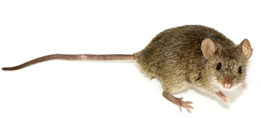 House Mouse - mice control in Lonson by sun pest control