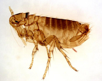Fleas control in London and Surrey by Sun Pest Control 