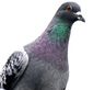 pigeon control - london, surrey - sun pest control