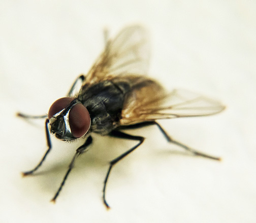 Flies problem, flies control in London and Surrey by Sun Pest Control