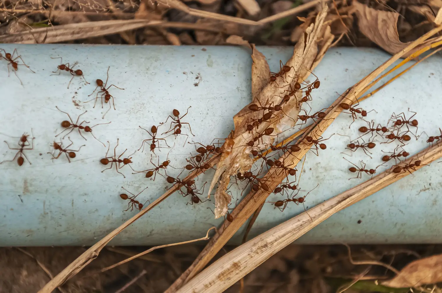 What Causes an Ant Infestation? | Sun Pest Control