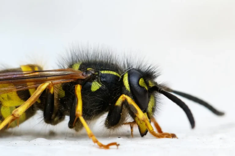 what wasps eat