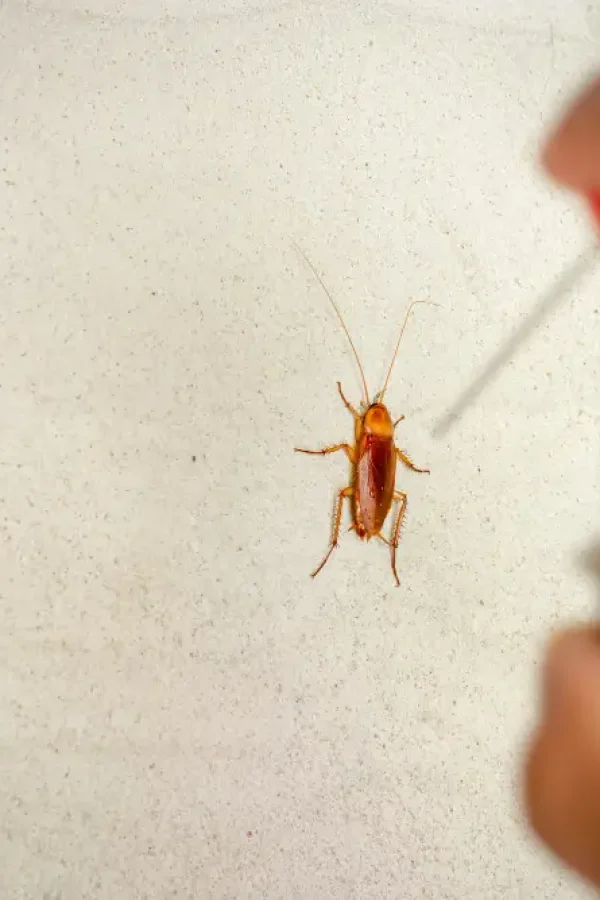Cockroach Exterminator | Safe & Effective | Sun Pest Control